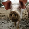 Pigs for Education Project Fully Funded