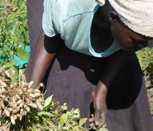 Teresa Amyel Pajok harvesting groundnuts in he garden