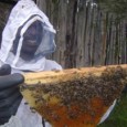 Combat Malnutrition with Beekeeping