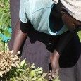A South Sudanese realizes her Dream with Microcredit.